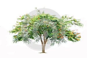 Isolate  tree on white background