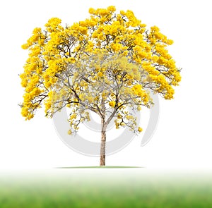 Isolate tree.Yellow flower