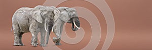 Isolate of two walking elephants. African elephants isolated on a uniform background. Photo of elephants close-up, side