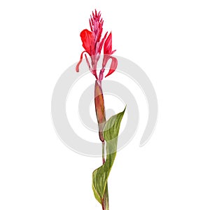 Isolate watercolor illustration of canna lily flower on white background. Illustration of a tropical flower with leaves for