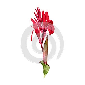 Isolate watercolor illustration of canna lily flower on white background. Illustration of a tropical flower with leaves for