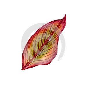 Isolate watercolor illustration of a canna lily leaf on a white background. Illustration of a tropical flower with leaves for