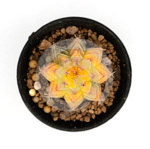 .Isolate  Yellow Gymnocalycium LB Hybrid   on white background, top view cactus and succulents