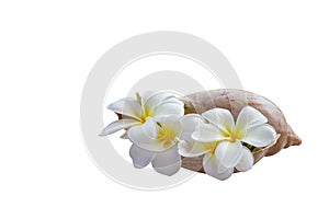 Isolate yellow white flowers beautiful Frangipani decorated in s