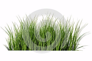 An isolated 3D illustration of grass in the wild on a white backdrop