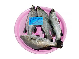 Isolated 4 Thai fresh fish on pink plastic plate