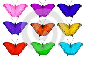 Isolated 9 colors common cruiser butterfly on white