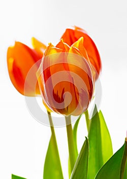Isolated Abstract Orange Tulips