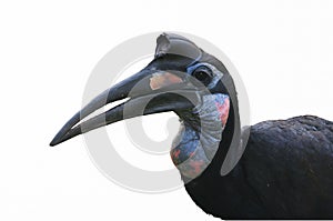 Isolated Abyssinian Ground Hornbill