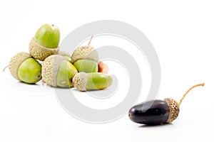 Isolated acorn