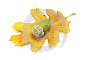 Isolated acorn