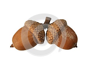Isolated acorn pair photo