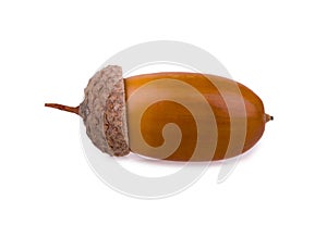 Isolated acorn