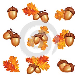 Isolated acorns with oak leaves on white background. Autumn vector illustration
