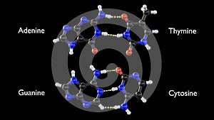 Isolated Adenine, thymine, cytosine and guanine in the black background