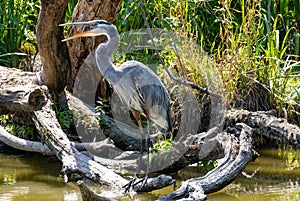Isolated Adult Great Blue Heron