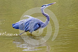 Isolated Adult Great Blue Heron