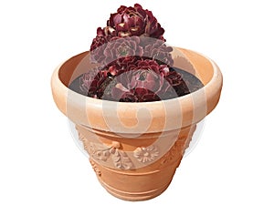 Isolated aeonium arboreum flower