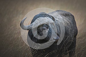 Isolated african buffalo Syncerus caffer in grassland Maasai Mara. Wildlife safari concept. Kenya Tanzania. Africa