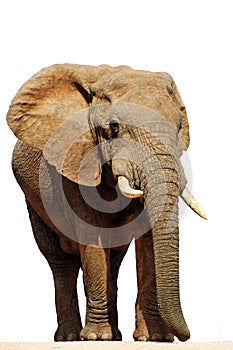 Isolated African Elephant Bull (loxodonta africana photo