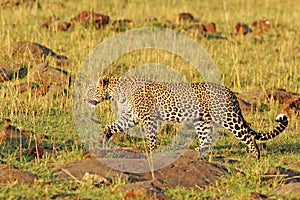 An Isolated African Leopard walking across the savannah in the Masai Mara