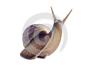 Isolated african snail Achatina fulica on a white background