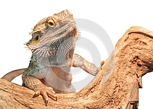 Isolated agama lizard