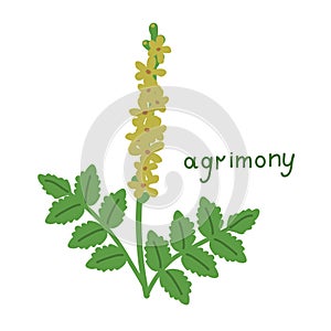 Isolated agrimony illustration