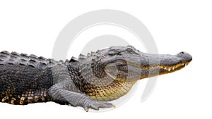 Isolated Alligator photo