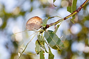 Isolated almond on tree branch