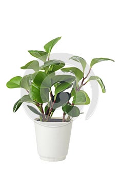 Isolated American Baby Rubber Plant Peperomia Obtusifolia in a pot