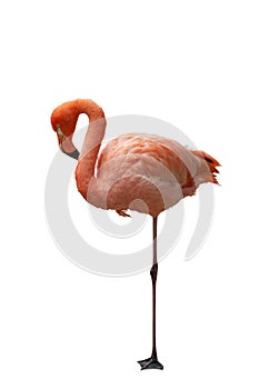 Isolated American Flamingo