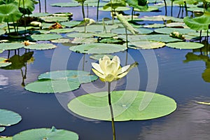 Isolated American Lotus flower in a sea of lilypads