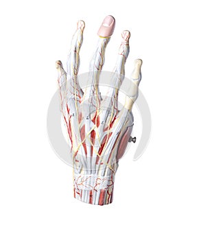 Isolated anatomic model of a human hand