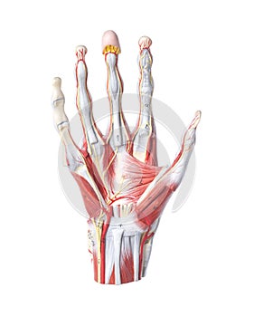 Isolated anatomic model of a human hand