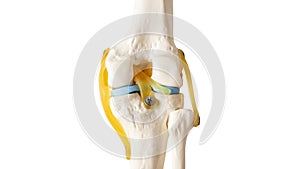 Isolated anatomy knee model on white space background.Orthopedic surgery education about knee pain in patient.