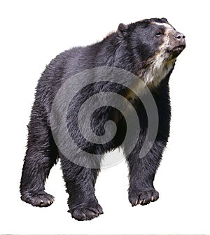 Isolated Andean bear photo