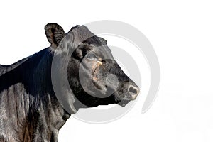 Isolated Angus heifer head profile