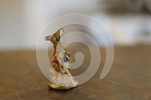 Isolated apple core that is slightly rotten