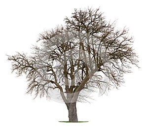 Isolated apple tree