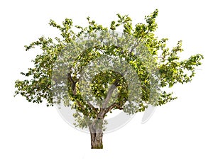 Isolated apple tree with green fruits