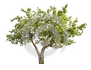 Isolated apple-tree with small fruits