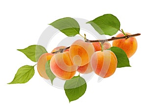 Isolated apricot. Ripe yellow apricot fruit on tree branch with green leaves isolated on white background