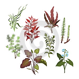 Isolated aquarium plants. Cartoon drawing set of aquatic herbs. River grass art. Underwater decoration objects