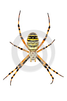 Isolated argiope spider