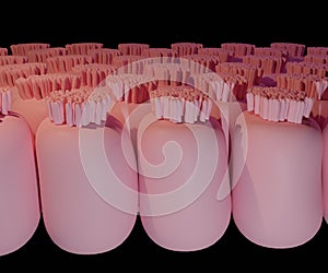 Isolated array of Intestinal villi in 3D photo