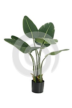 isolated artificial banana tree plant