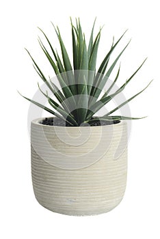 isolated artificial cactus succulent plant in clay pot