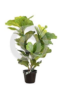 isolated artificial fiddle leaf fig plant photo