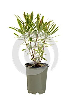 isolated ascot rainbow spurge plant in flowerpot photo